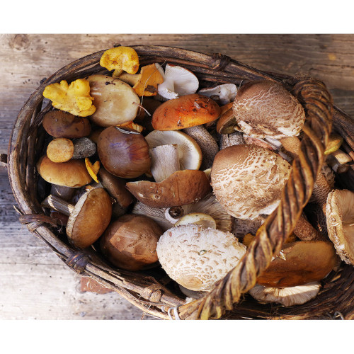 Funghi sottobosco | Verdura di stagione
